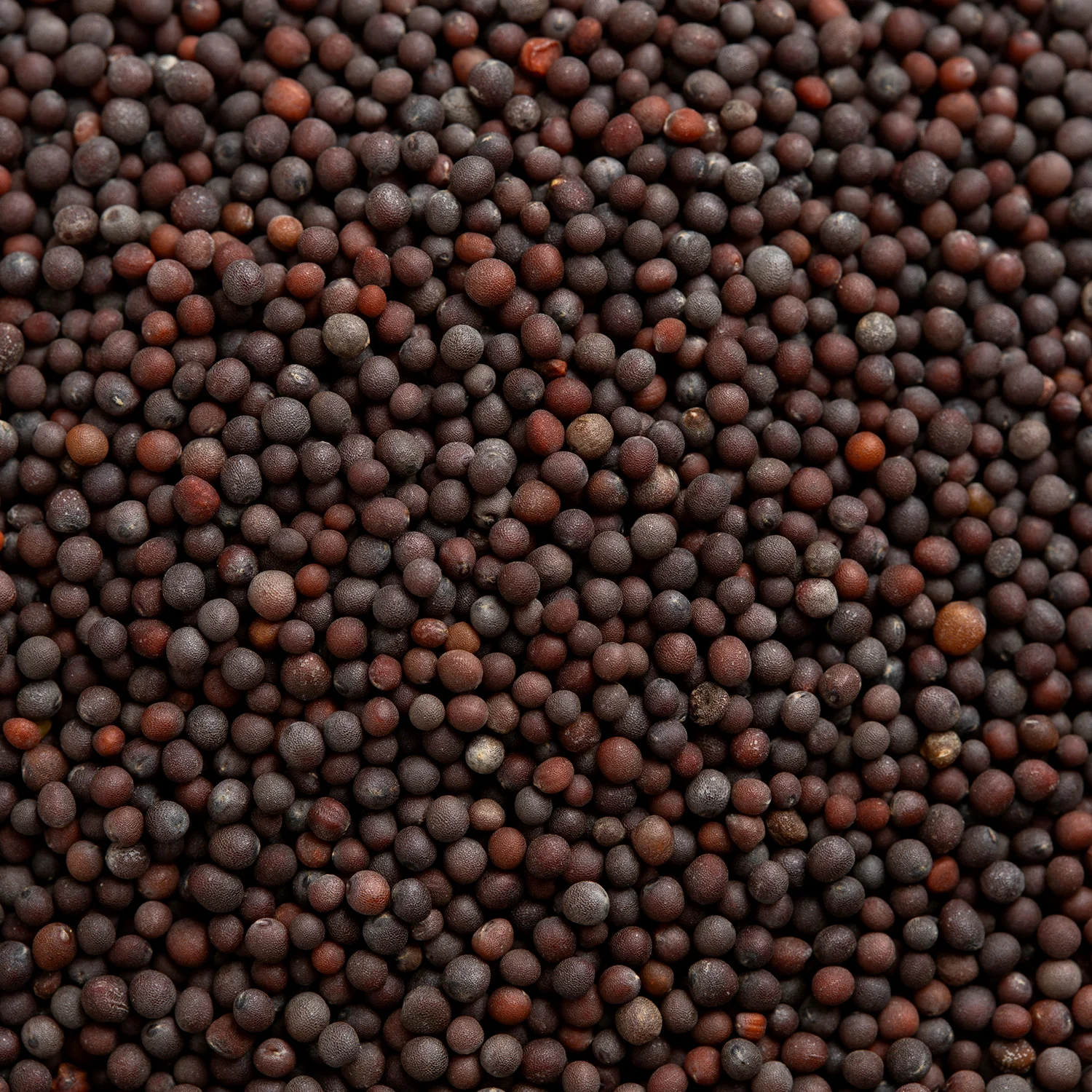 Mustard Seeds Whole (Black)